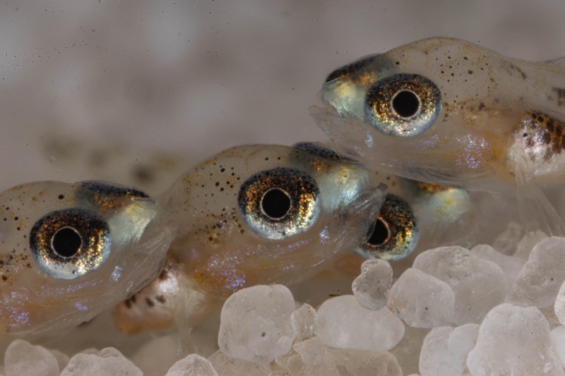 Lamprologus laparogramma 'Namansi'
